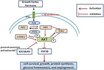 The role of PI3k/AKT signaling pathway in attenuating liver fibrosis: a comprehensive review